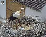 Capi_Dubne_20260530_161502.jpg