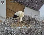 Capi_Dubne_20260530_164503.jpg