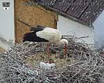 Capi_Dubne_20260530_171002.jpg