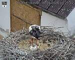 Capi_Dubne_20260530_172502.jpg