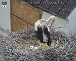 Capi_Dubne_20260530_173502.jpg