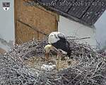 Capi_Dubne_20260530_174002.jpg