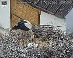 Capi_Dubne_20260530_180503.jpg