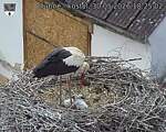Capi_Dubne_20260530_182503.jpg