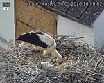 Capi_Dubne_20260530_184002.jpg