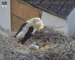 Capi_Dubne_20260530_185503.jpg