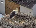 Capi_Dubne_20260530_190003.jpg