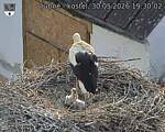 Capi_Dubne_20260530_193002.jpg