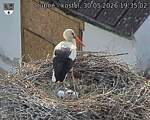 Capi_Dubne_20260530_193502.jpg