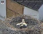 Capi_Dubne_20260530_194502.jpg