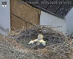 Capi_Dubne_20260530_195502.jpg
