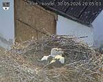 Capi_Dubne_20260530_200503.jpg