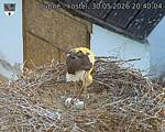 Capi_Dubne_20260530_204004.jpg