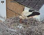 Capi_Dubne_20260530_205002.jpg