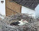 Capi_Dubne_20260530_210503.jpg