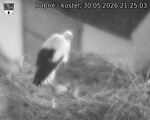 Capi_Dubne_20260530_212503.jpg