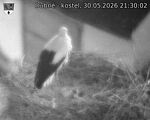 Capi_Dubne_20260530_213002.jpg