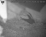 Capi_Dubne_20260530_225003.jpg