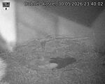 Capi_Dubne_20260530_234002.jpg