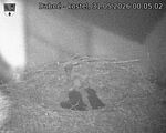 Capi_Dubne_20260531_000502.jpg