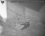 Capi_Dubne_20260531_003002.jpg
