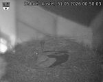 Capi_Dubne_20260531_005003.jpg