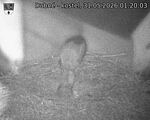 Capi_Dubne_20260531_012003.jpg