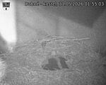 Capi_Dubne_20260531_015503.jpg