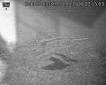 Capi_Dubne_20260531_031503.jpg