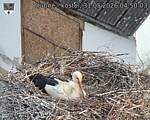 Capi_Dubne_20260531_045003.jpg