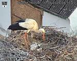 Capi_Dubne_20260531_045503.jpg
