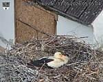 Capi_Dubne_20260531_050504.jpg