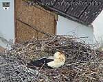 Capi_Dubne_20260531_051003.jpg