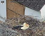 Capi_Dubne_20260531_051504.jpg