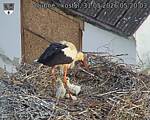 Capi_Dubne_20260531_052003.jpg