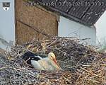Capi_Dubne_20260531_053003.jpg
