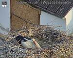 Capi_Dubne_20260531_055004.jpg