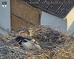 Capi_Dubne_20260531_055503.jpg