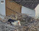 Capi_Dubne_20260531_061003.jpg