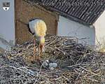 Capi_Dubne_20260531_062504.jpg