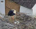 Capi_Dubne_20260531_063503.jpg