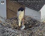 Capi_Dubne_20260531_064003.jpg