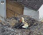Capi_Dubne_20260531_065503.jpg