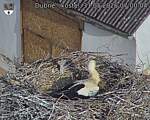 Capi_Dubne_20260531_070004.jpg