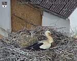Capi_Dubne_20260531_071004.jpg