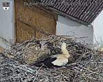 Capi_Dubne_20260531_071503.jpg