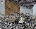 Capi_Dubne_20260531_072003.jpg