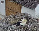 Capi_Dubne_20260531_072503.jpg