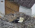 Capi_Dubne_20260531_073002.jpg