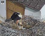 Capi_Dubne_20260531_074504.jpg